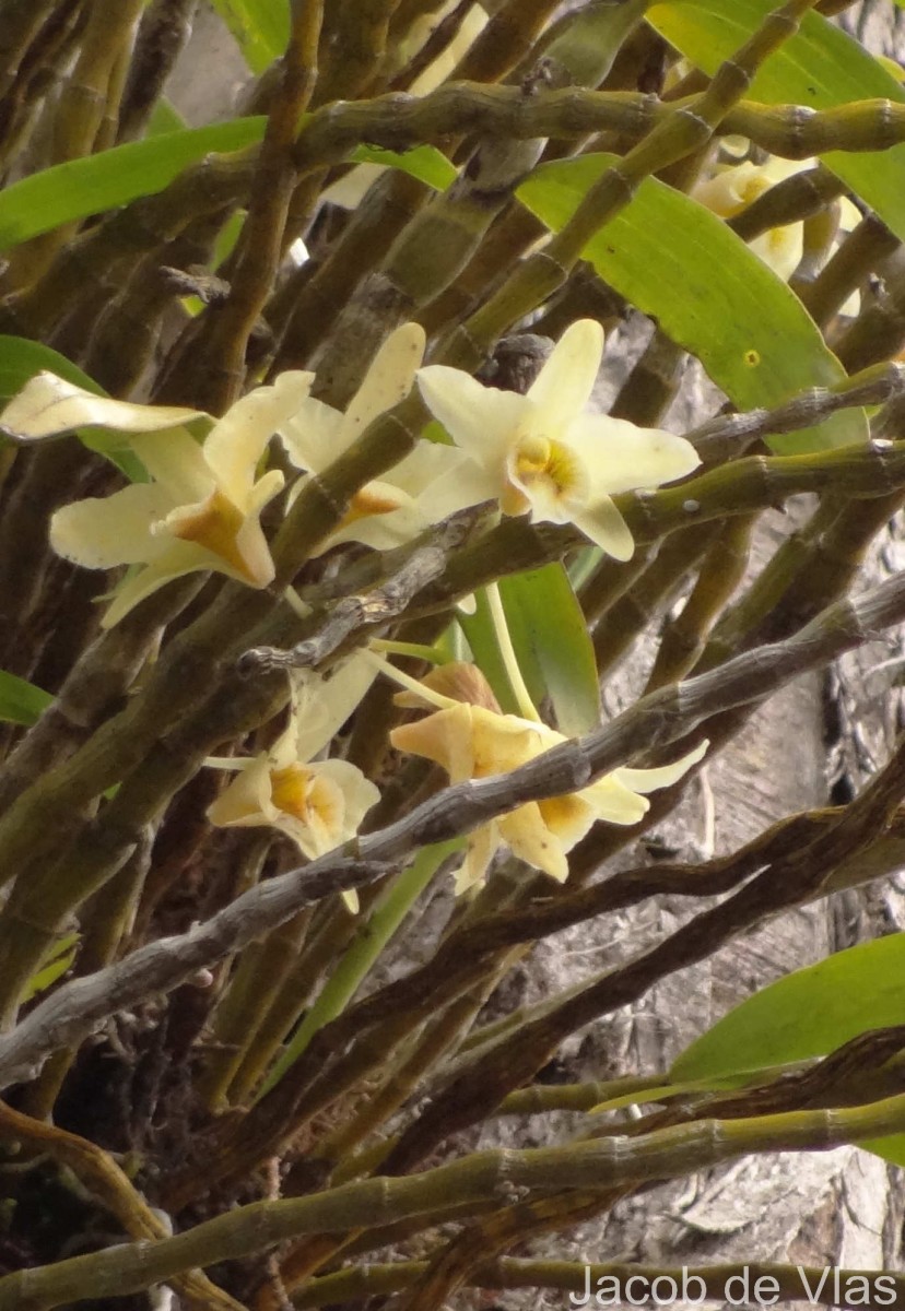 Dendrobium crumenatum Sw.